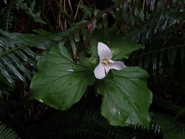 Forest Trillium